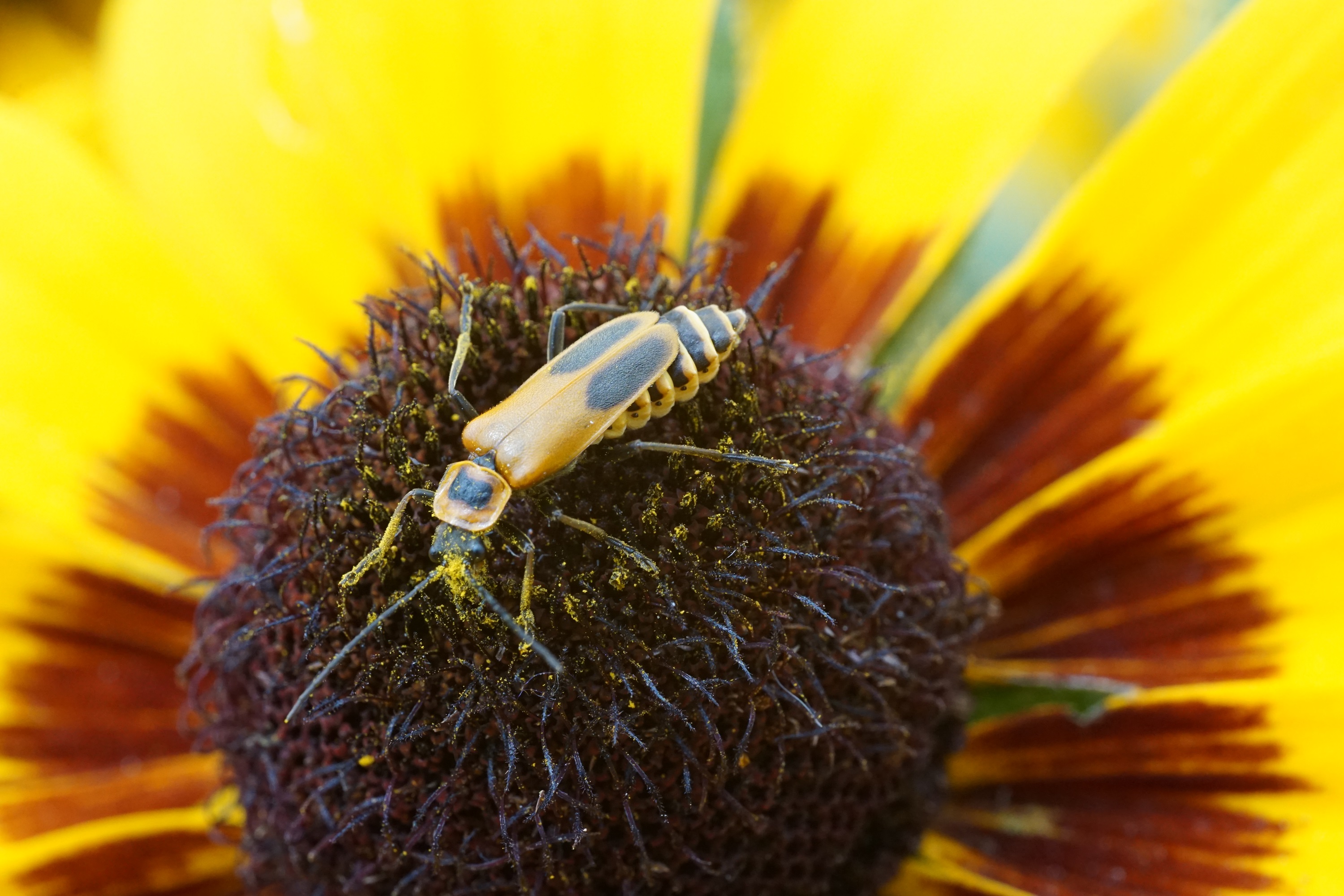 A beetle on a flower with a dark brown center and yellow petals. 